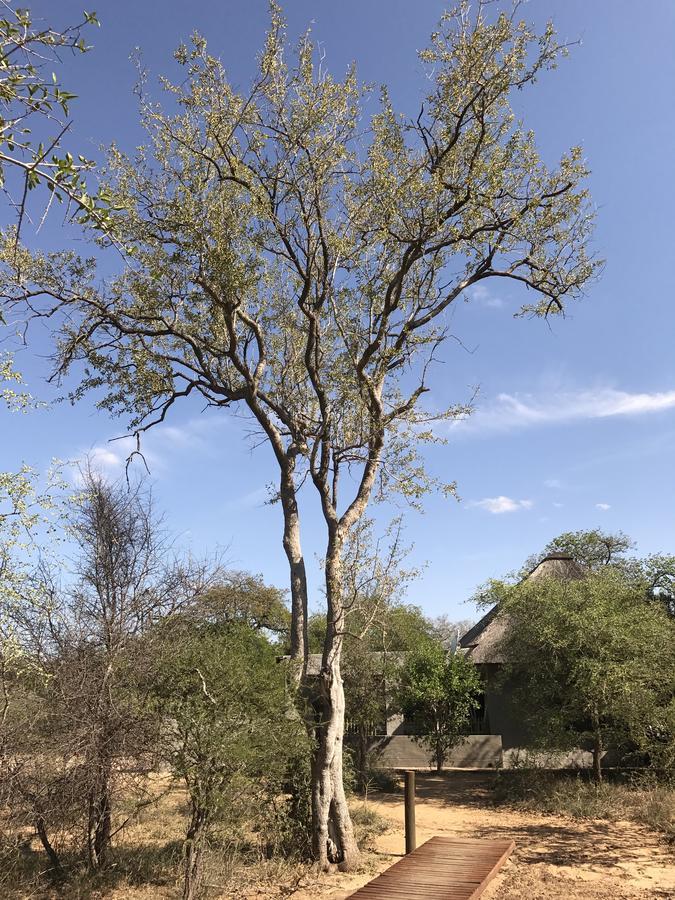 Leadwood Lodge Hoedspruit Exteriör bild